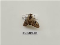 藏品(彎臂冠舟蛾)的圖片